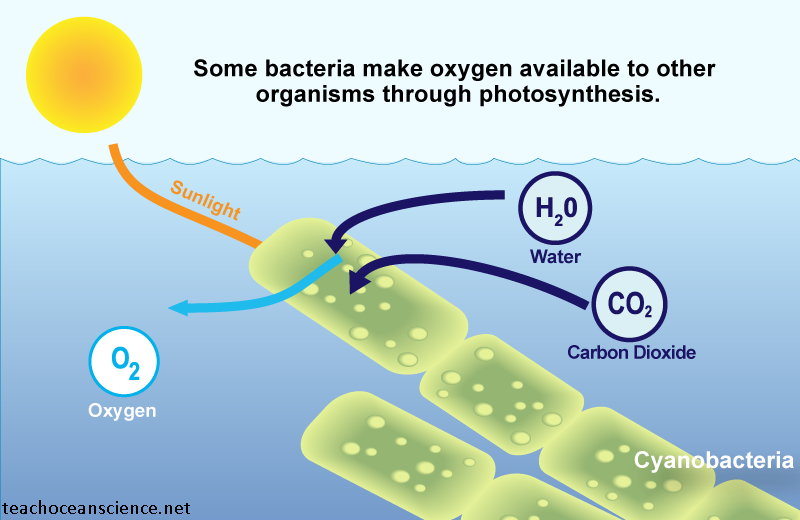 bacteria