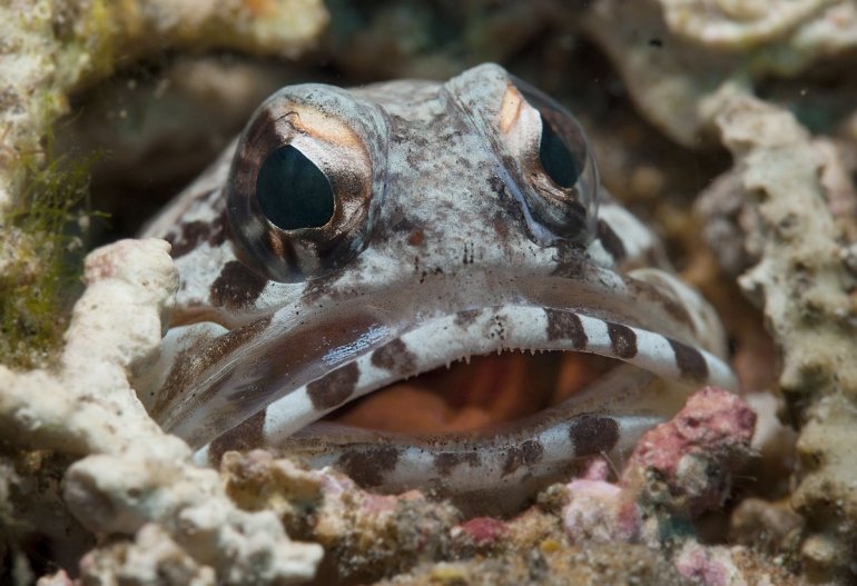 Jawfish on the Atmosphere Resorts house reef Jawfish on the Atmosphere Resorts house reef