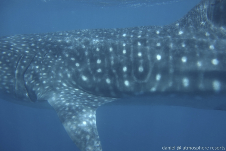 We have ID'd our whale shark!