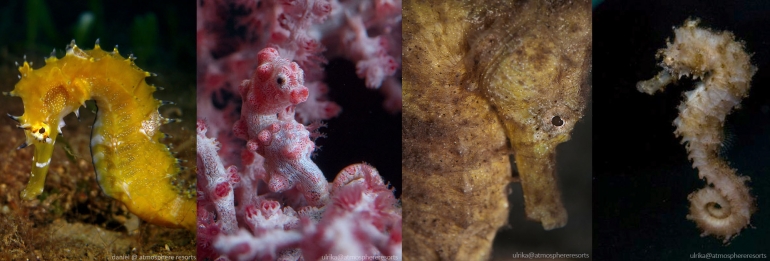 A horse or a sea monster? 10 fun facts about seahorses...