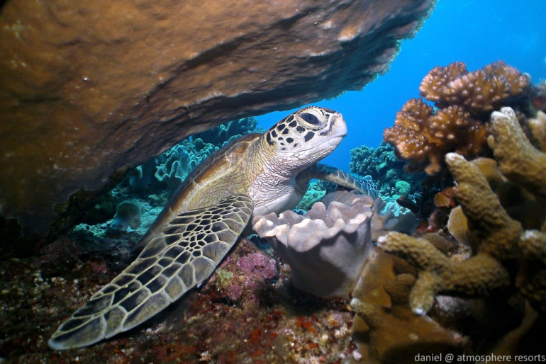 turtle in apo island with atmosphere resort