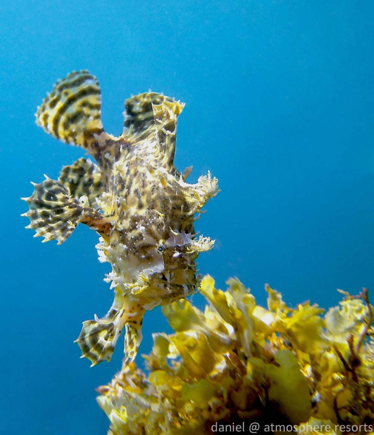 Sargassum fish in seaweed outside Atmosphere Resort