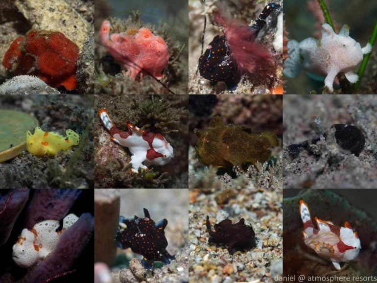 Frogfish heaven - 12 of the 16 frogfish captured on one dive at Atmosphere