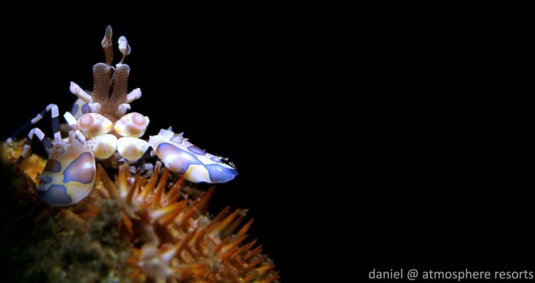 A Harley on the Atmosphere House Reef