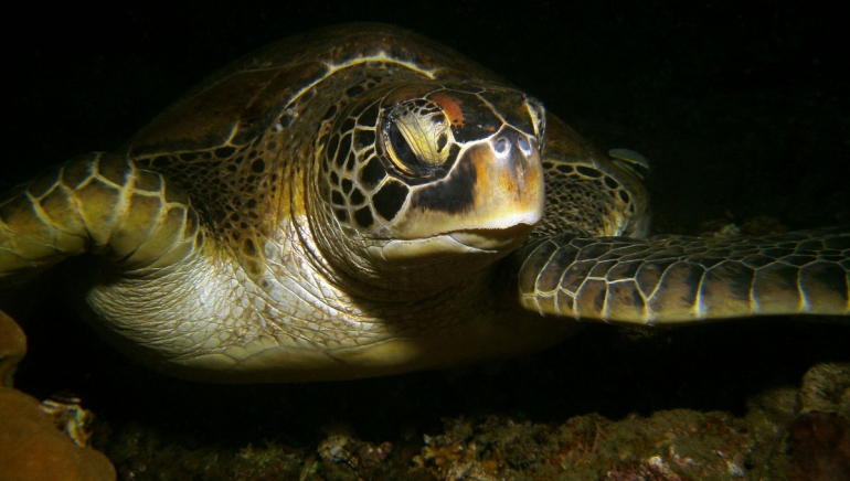 Green sea turtles - a favorite at Atmosphere