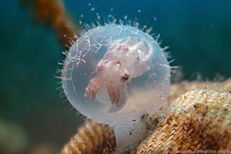 smallest species of cuttlefish