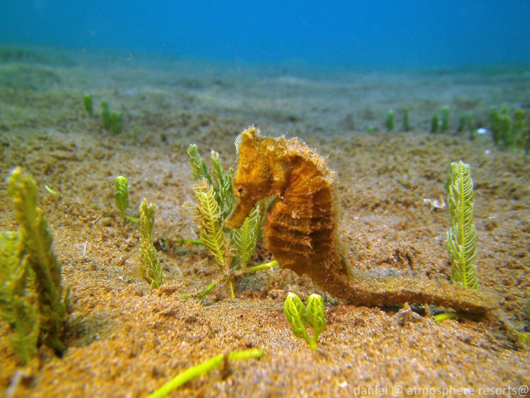 Dive Site of the Week - Richards Point