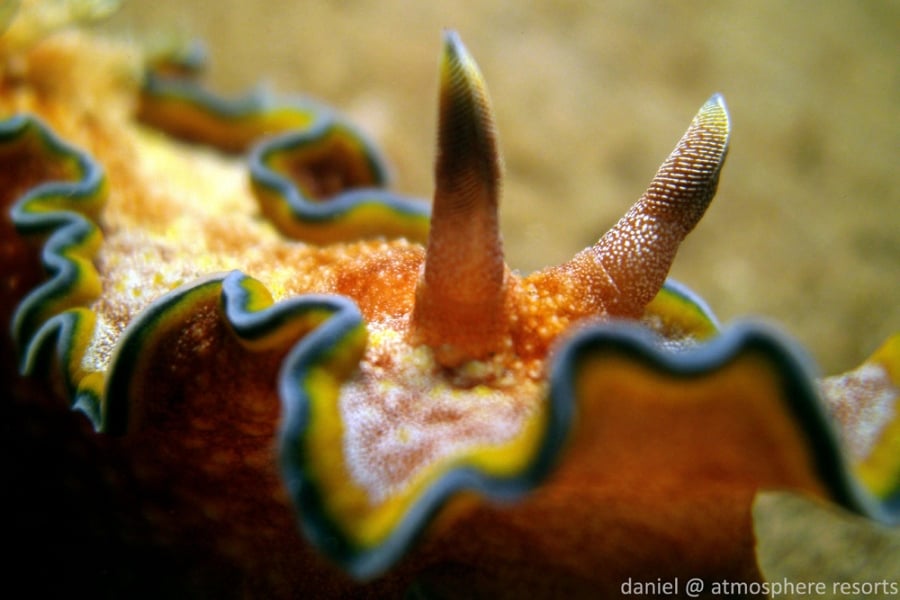 10 things you did not know about Nudibranchs