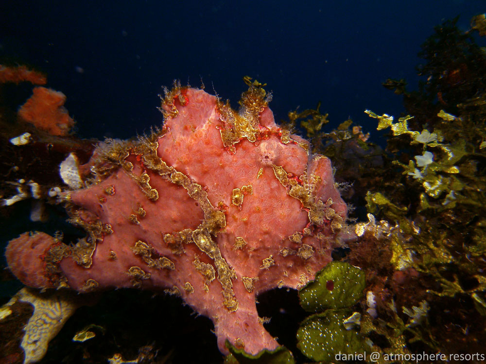 Giant frogfish perched near a mooring block