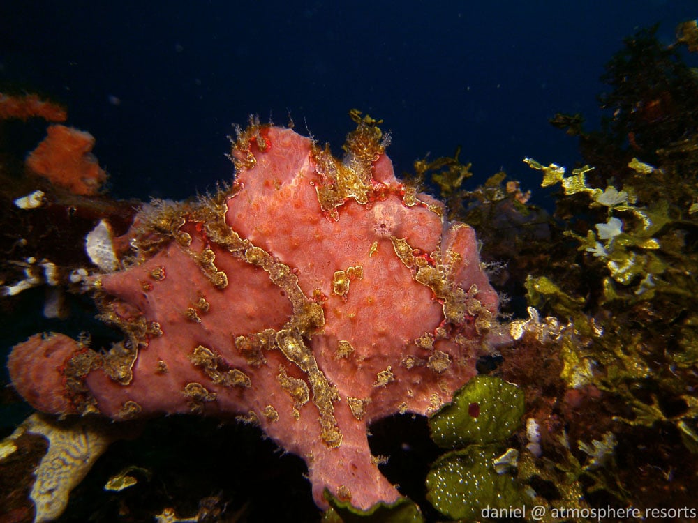 Giant frogfish perched near a mooring block