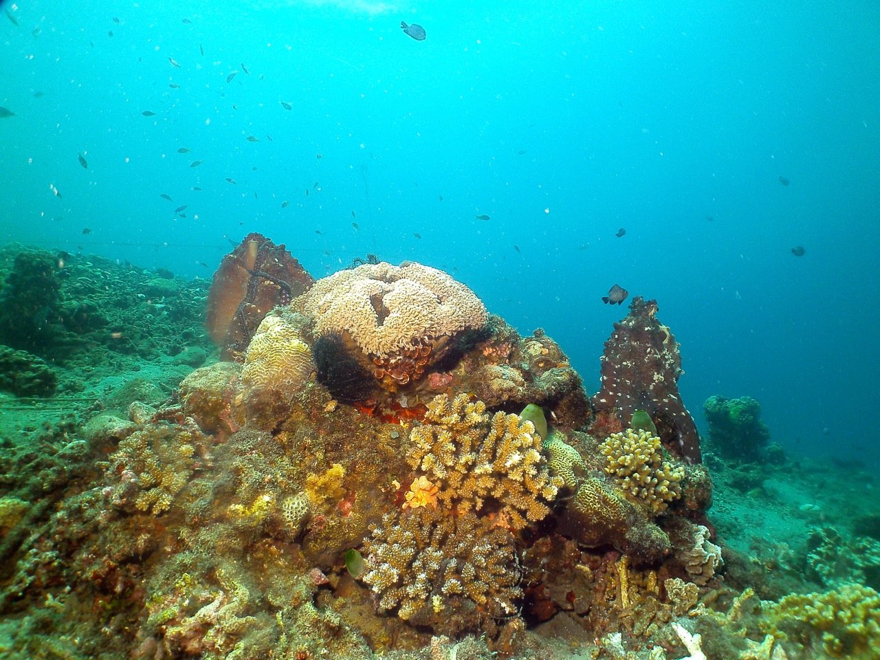 A mating pair of octopus on the Atmosphere Resorts house reef