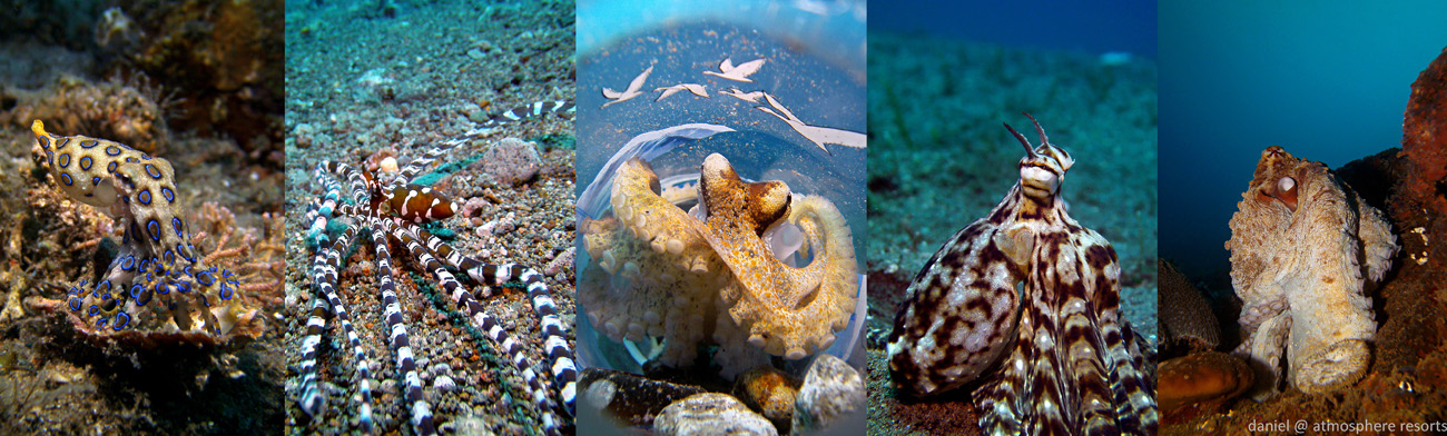 Mototi Blue Ringed Mimic Day Wonderpus Octopus. Octopus October at Atmosphere resort in the Philippines. Photos by Daniel Geary