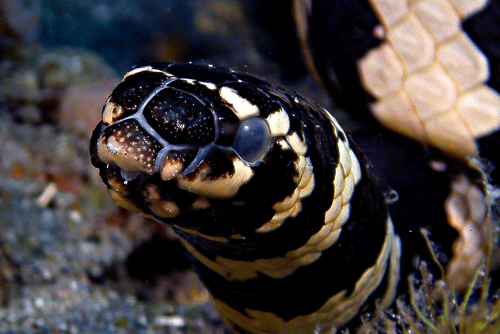 turtle headed sea snake