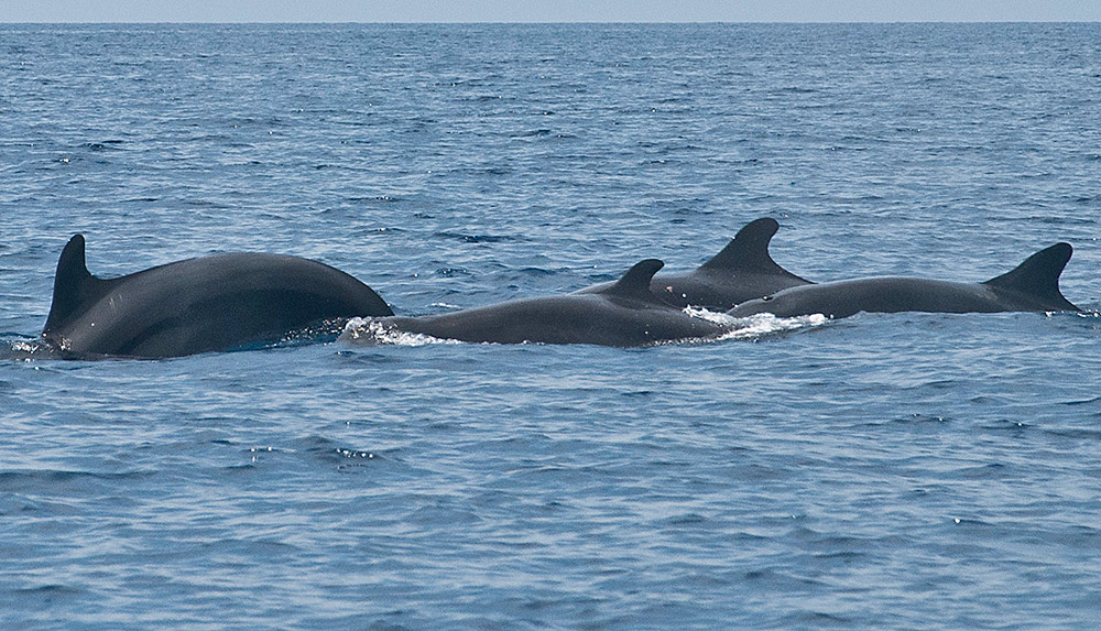 False killer whales in Dauin