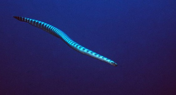 Black Banded Sea Krait swimming in open ocean