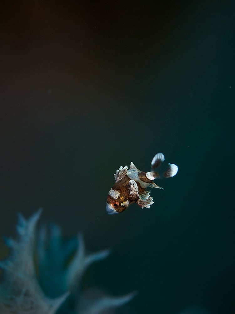 Juvenile Harlequin Sweetlips