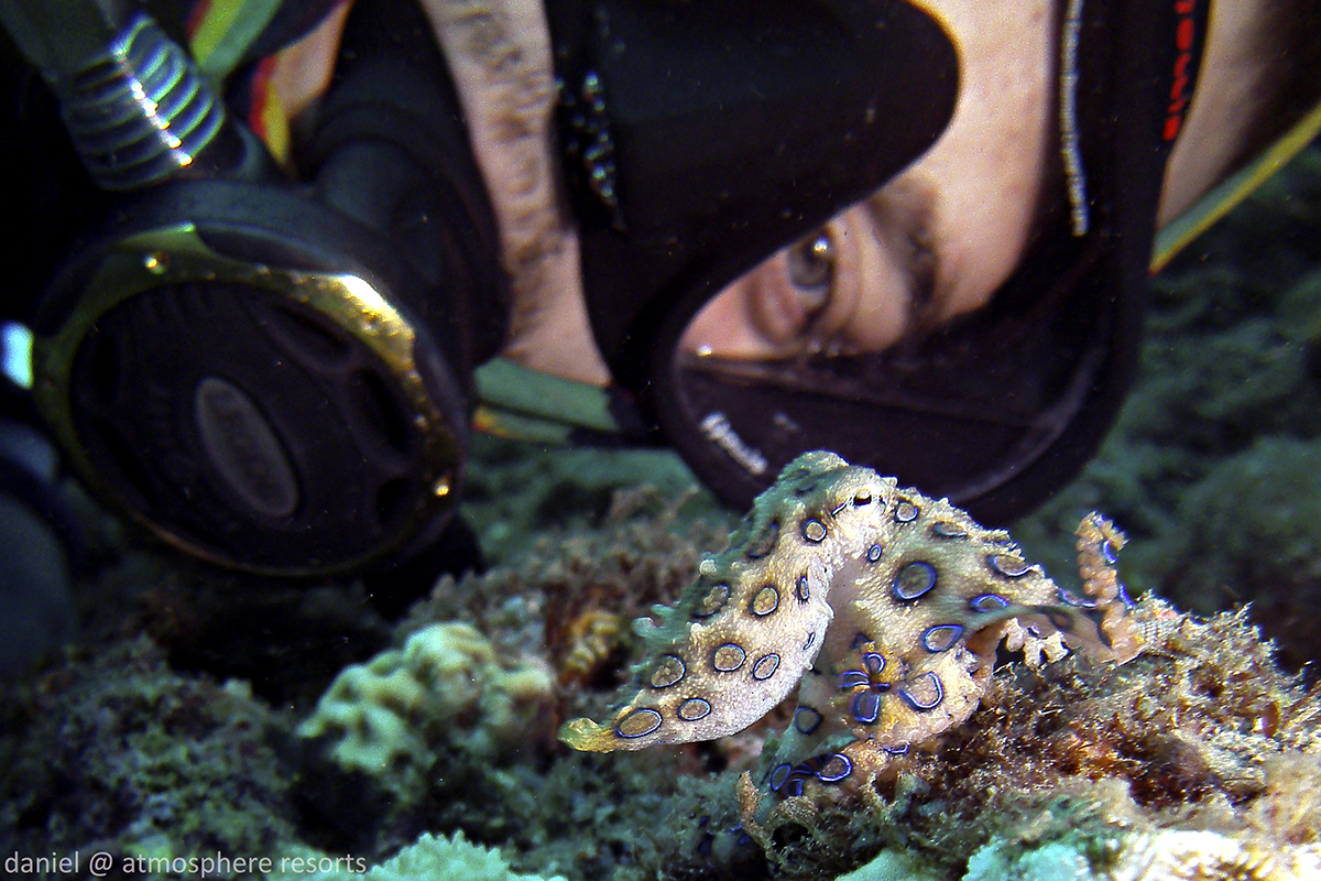 Underwater selfie with a blue ringed octopus at Atmosphere Resort Philippines with Daniel Geary