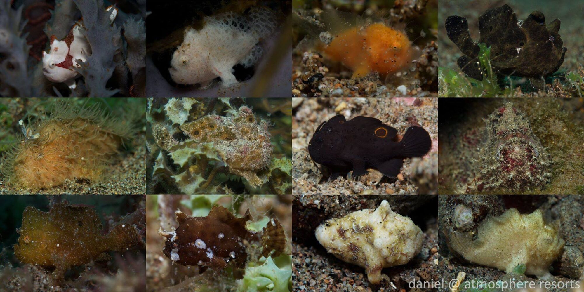 Frogfish at Atmosphere Philippines - 10 different species in one day!