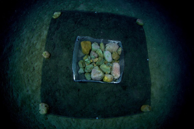 SMURFs are mesh baskets filled with stones and sand that attract baby fish as part of a research project at Atmosphere in Dauin Dumaguete Philippines