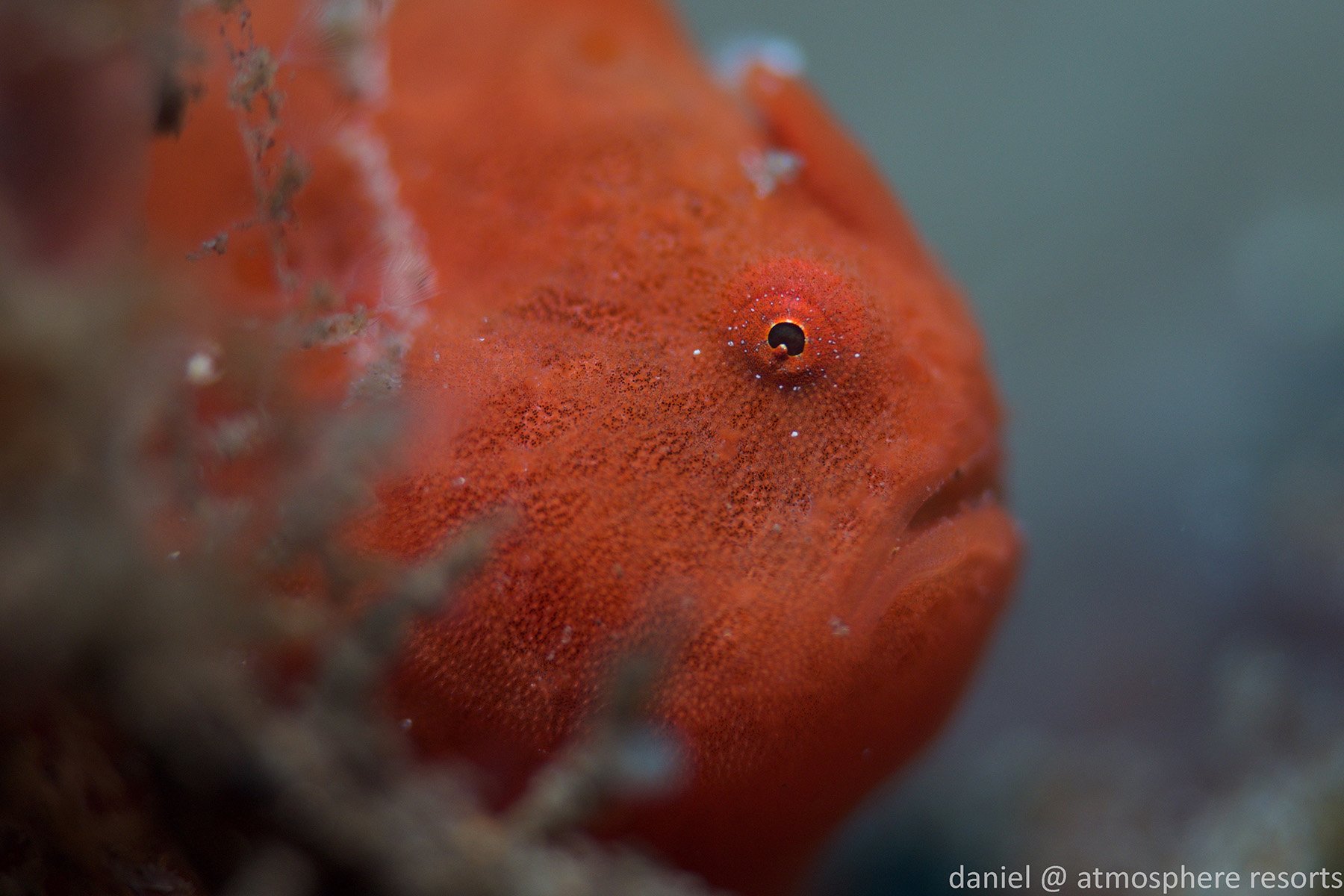 Baby frogfish are more common in Dauin Dumaguete Philippines than most other places. The SMURF research at Atmosphere Resort will hopefully explain why.