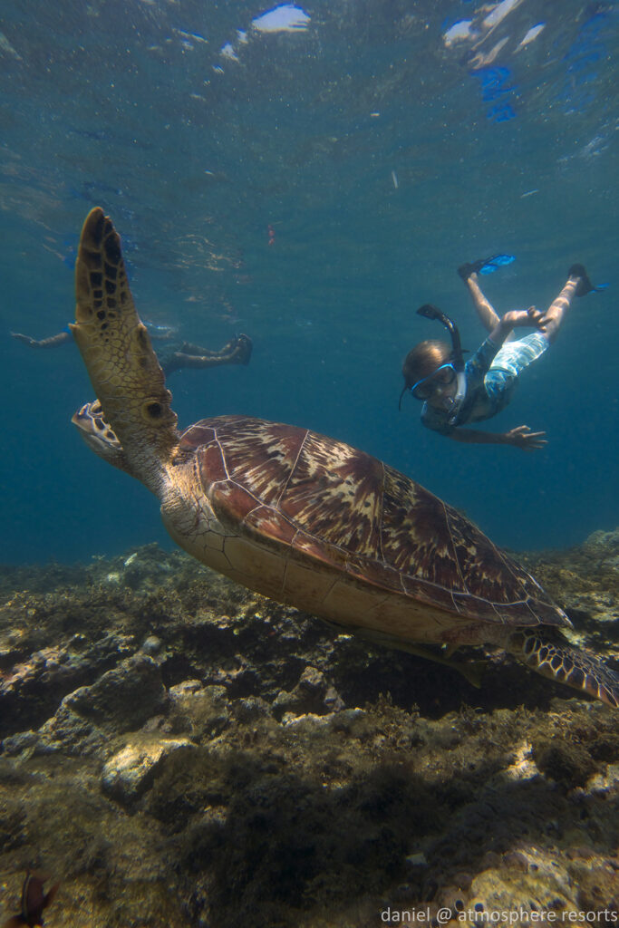 Kids snorkeling with turtle at Apo island by Daniel Geary