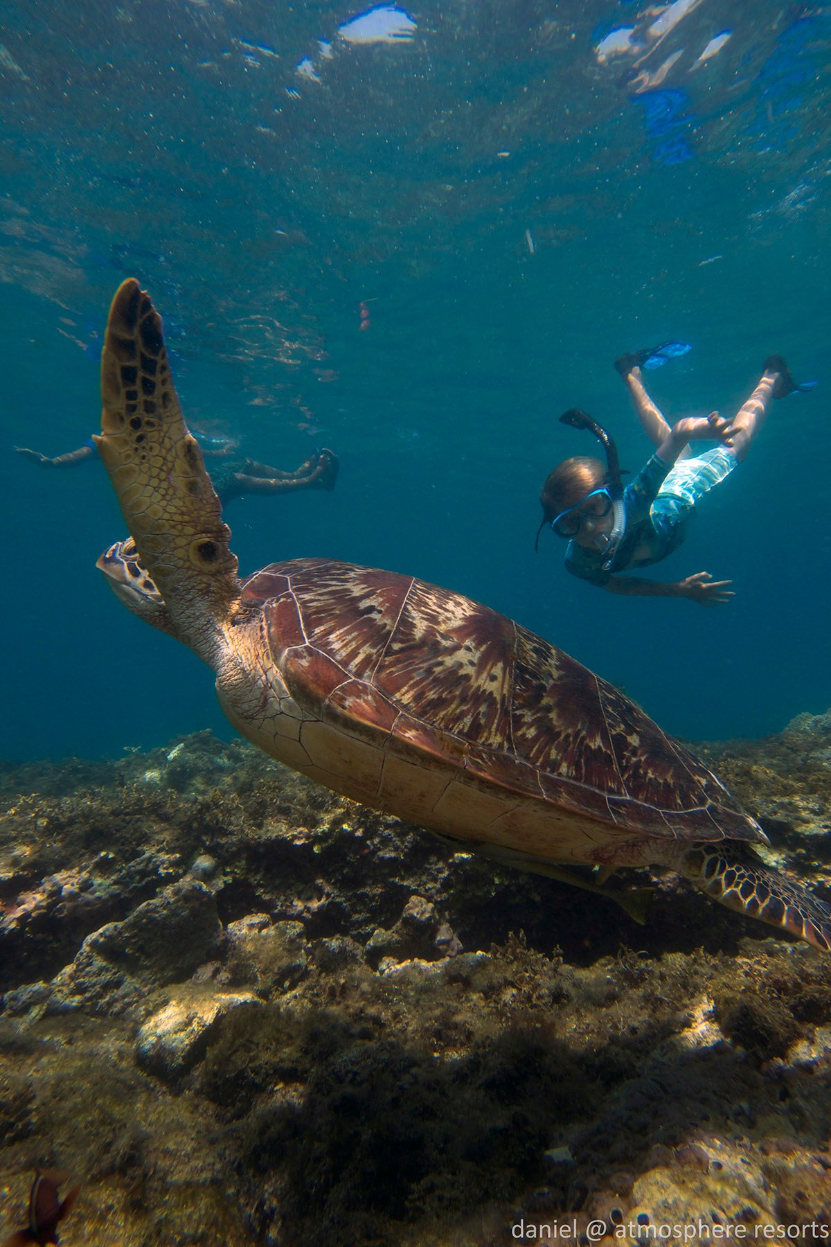 Kids snorkeling with turtle at Apo island by Daniel Geary