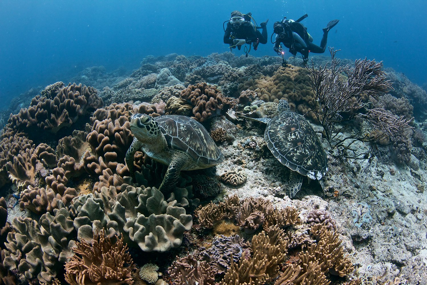 Turtles and corals in Apo island - photo by Bo Mancao