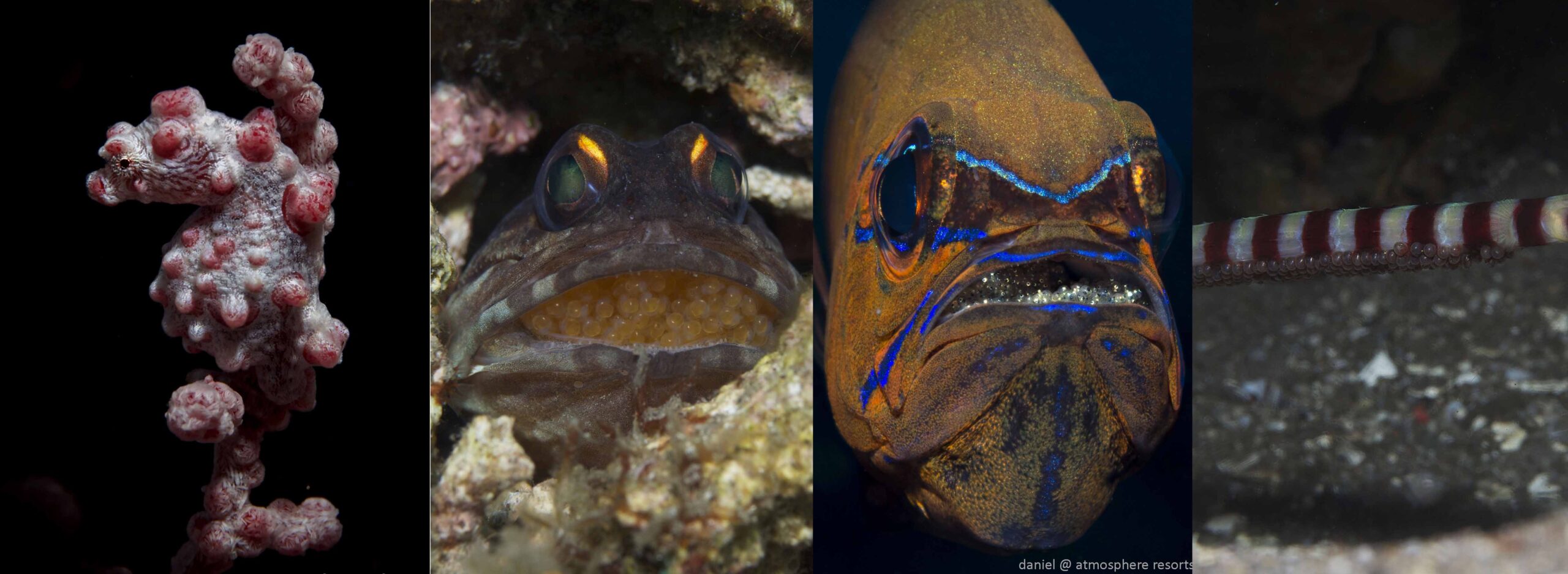 Dedicated underwater fathers - Pygmy seahorse, jawfish, cardinalfish and pipefish, all with eggs in Dauin, Dumaguete, Philippines. Photos by Daniel Geary at Atmosphere Resort.