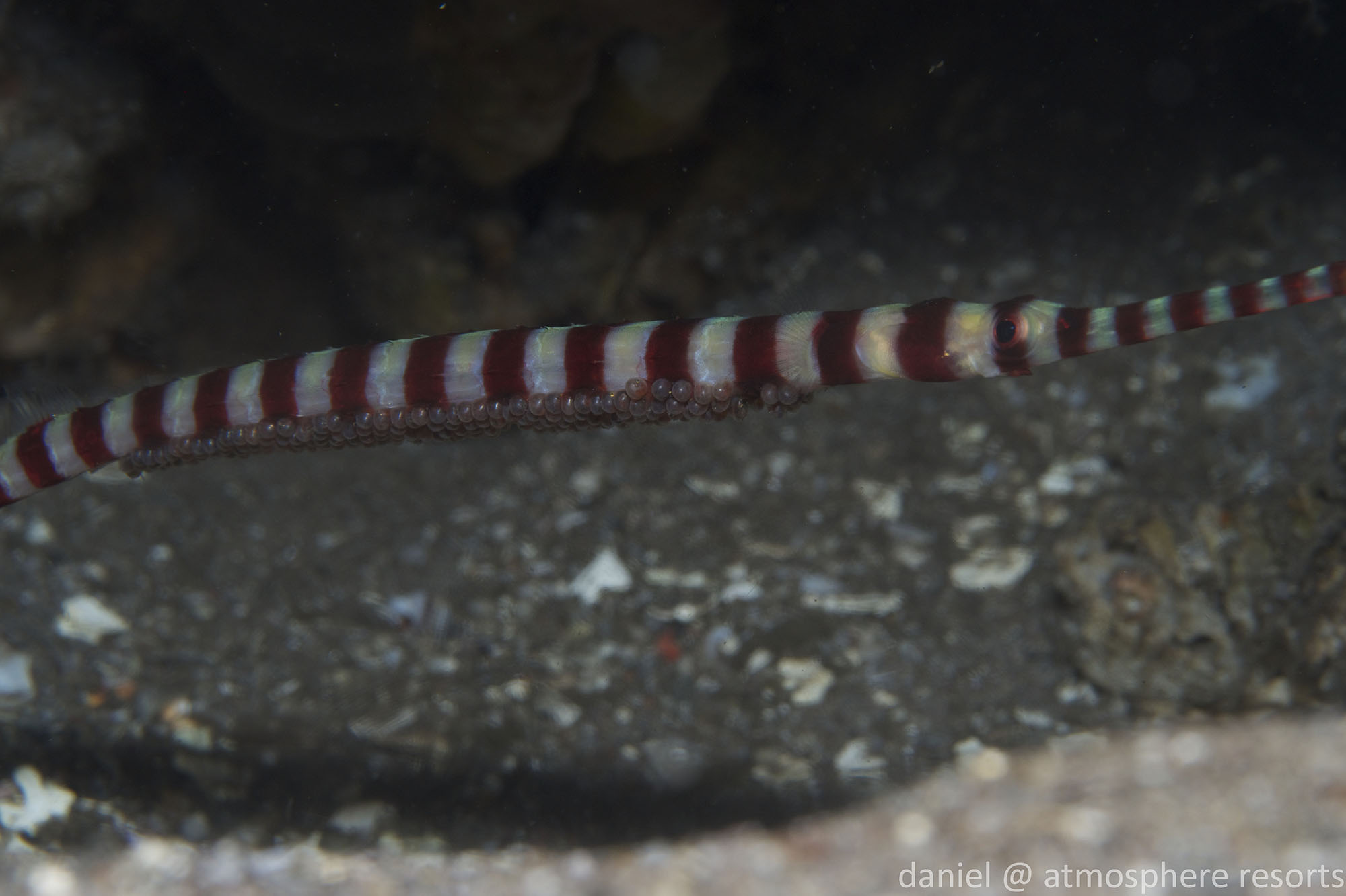 Banded pipefish with eggs in Dauin, Dumaguete, Philippines. Photo by Daniel Geary at Atmosphere Resort.