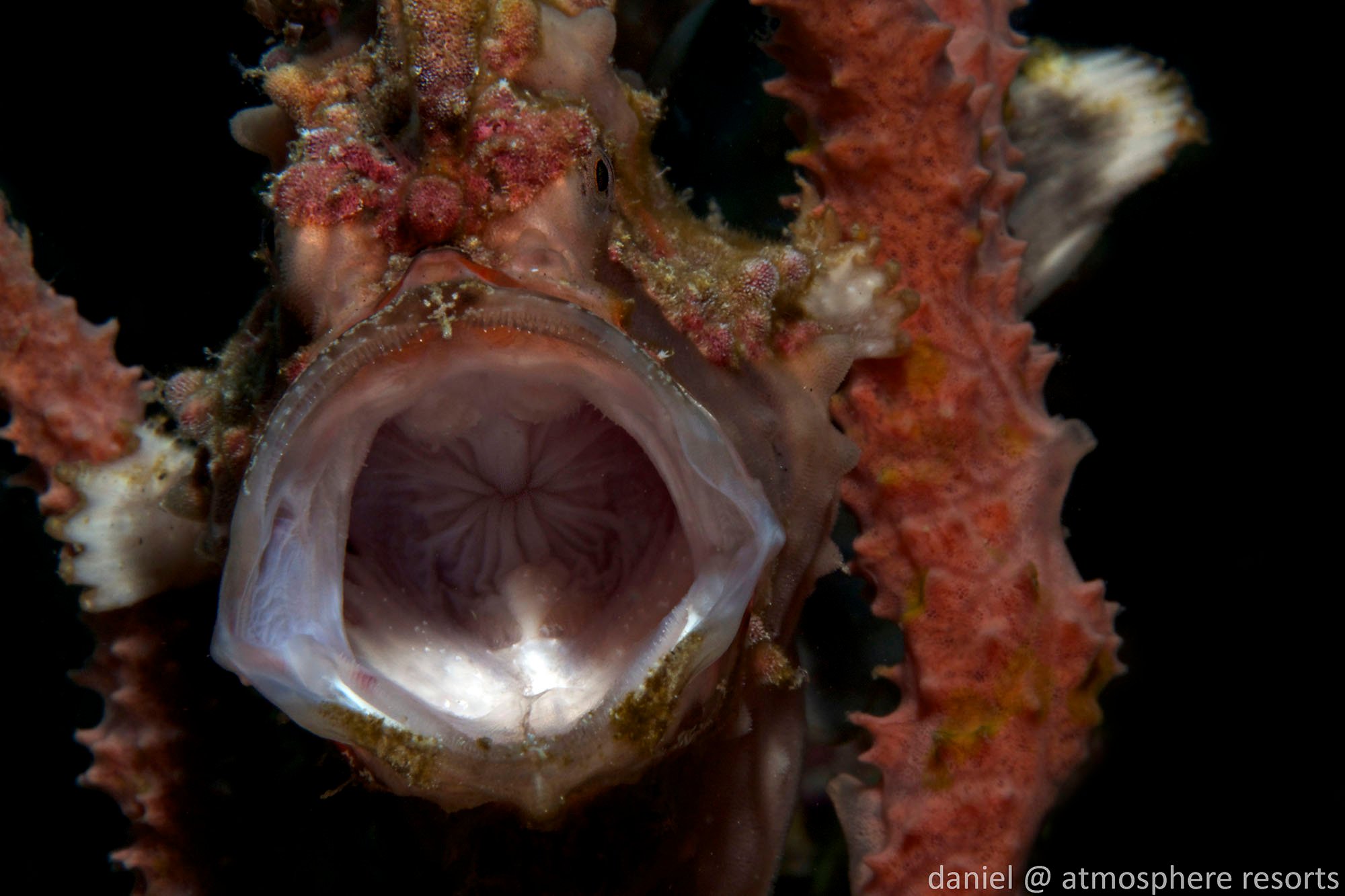 Clown frogfish jawning by Daniel Geary at Atmosphere Resort Philippines