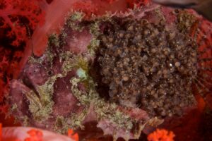 marbled frogfish with eggs attached to its body by Bo Mancao