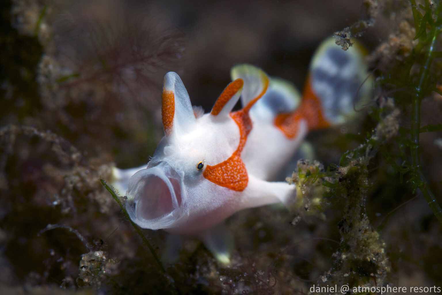 juvenile clown frogfish yawning by Daniel Geary at Atmosphere Philippines