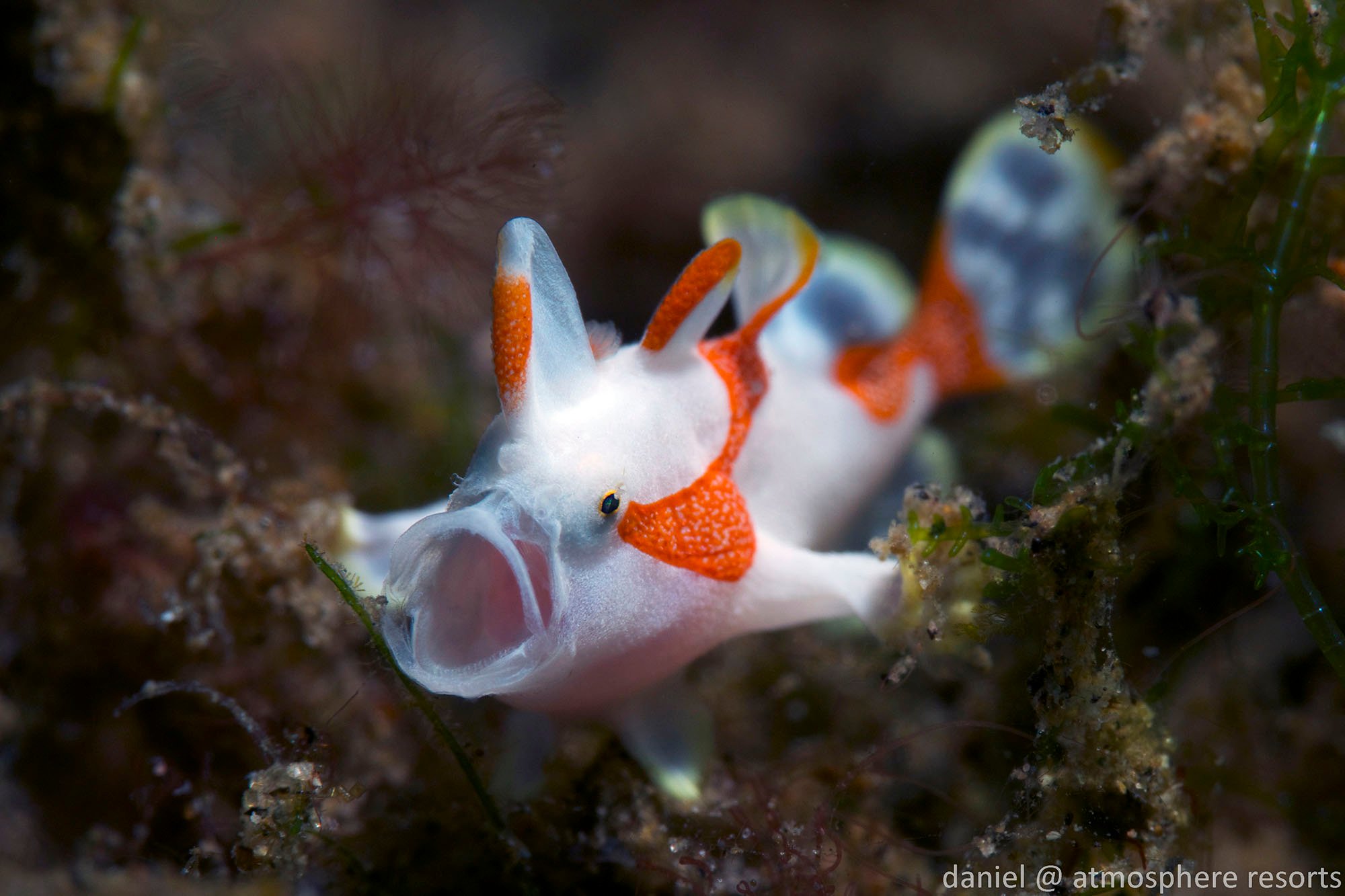 juvenile clown frogfish yawning by Daniel Geary at Atmosphere Philippines