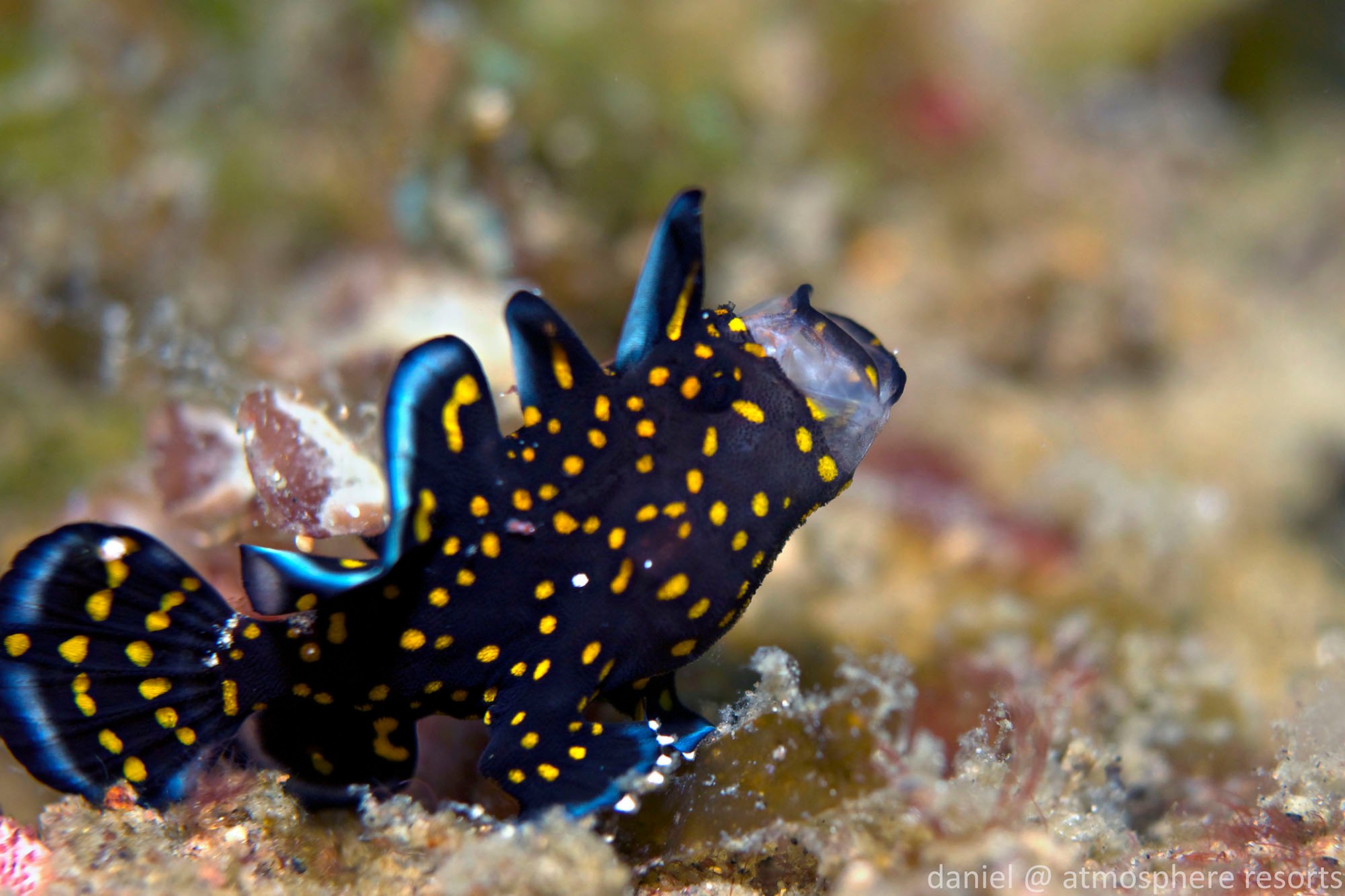 Painted frogfish yawning just before hunting by Daniel Geary at Atmosphere Philippines