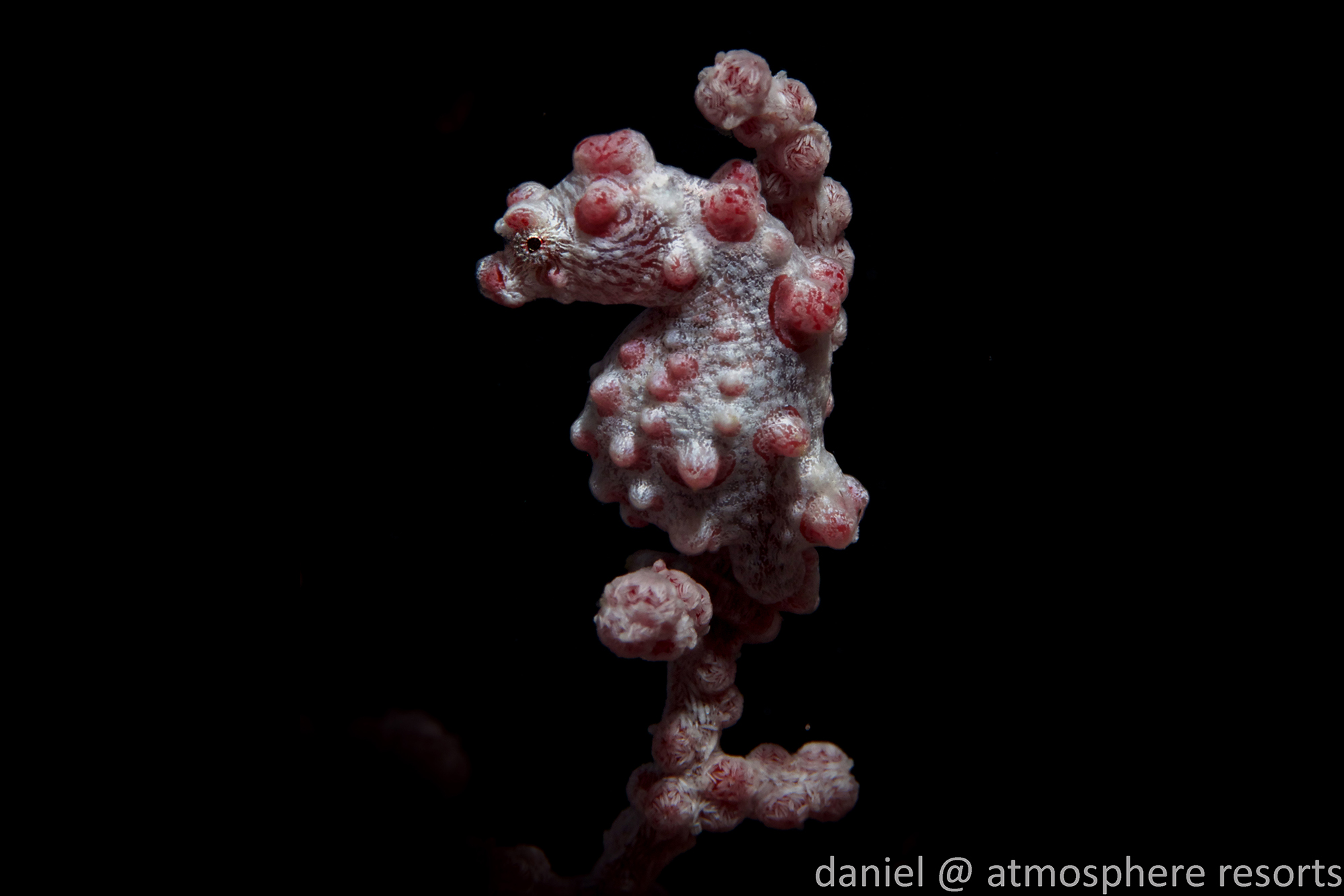 Pregnant pygmy seahorse male in Dauin, Dumaguete, Philippines. Photo by Daniel geary by diving with Atmosphere Resort