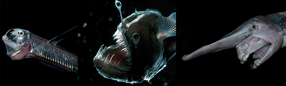 Deep sea fish