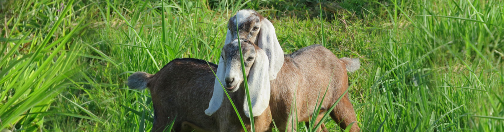 Goats produce amazing goat cheese at the Goatary in Dumaguete Philippines