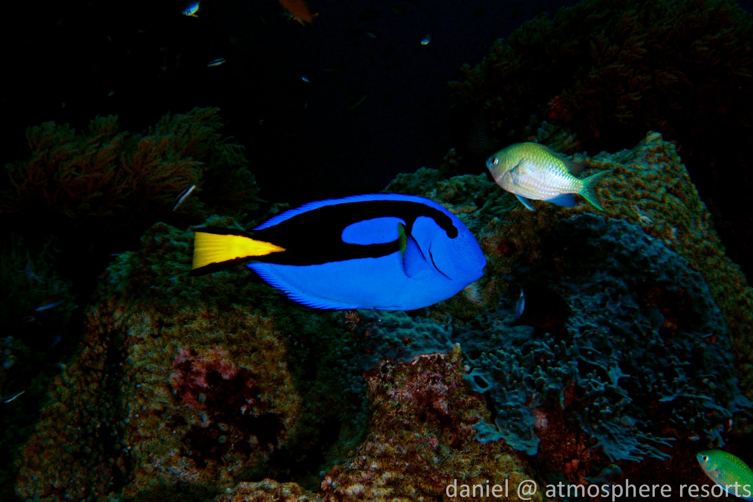Dory - surgeonfish - blue tang - beloved child has many names. this one from Atmosphere Resort in the Philippines