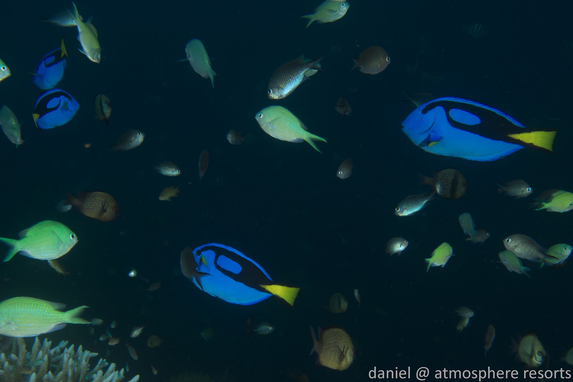 Dory - blue tang - surgeon fish - beloved child has many names, this one at Atmosphere Resort in the Philippines