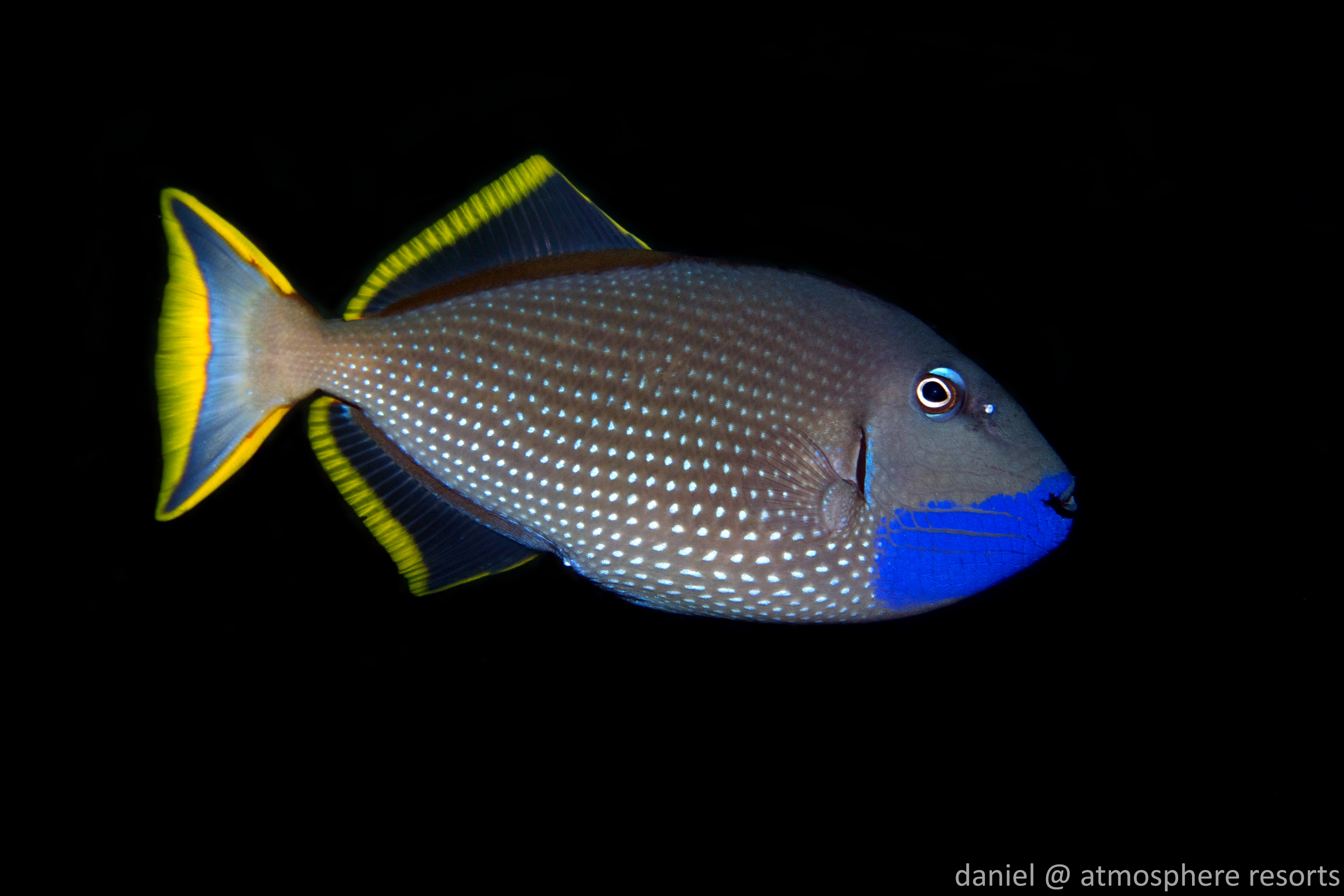 Gilded triggerfish at Apo Island Philippines