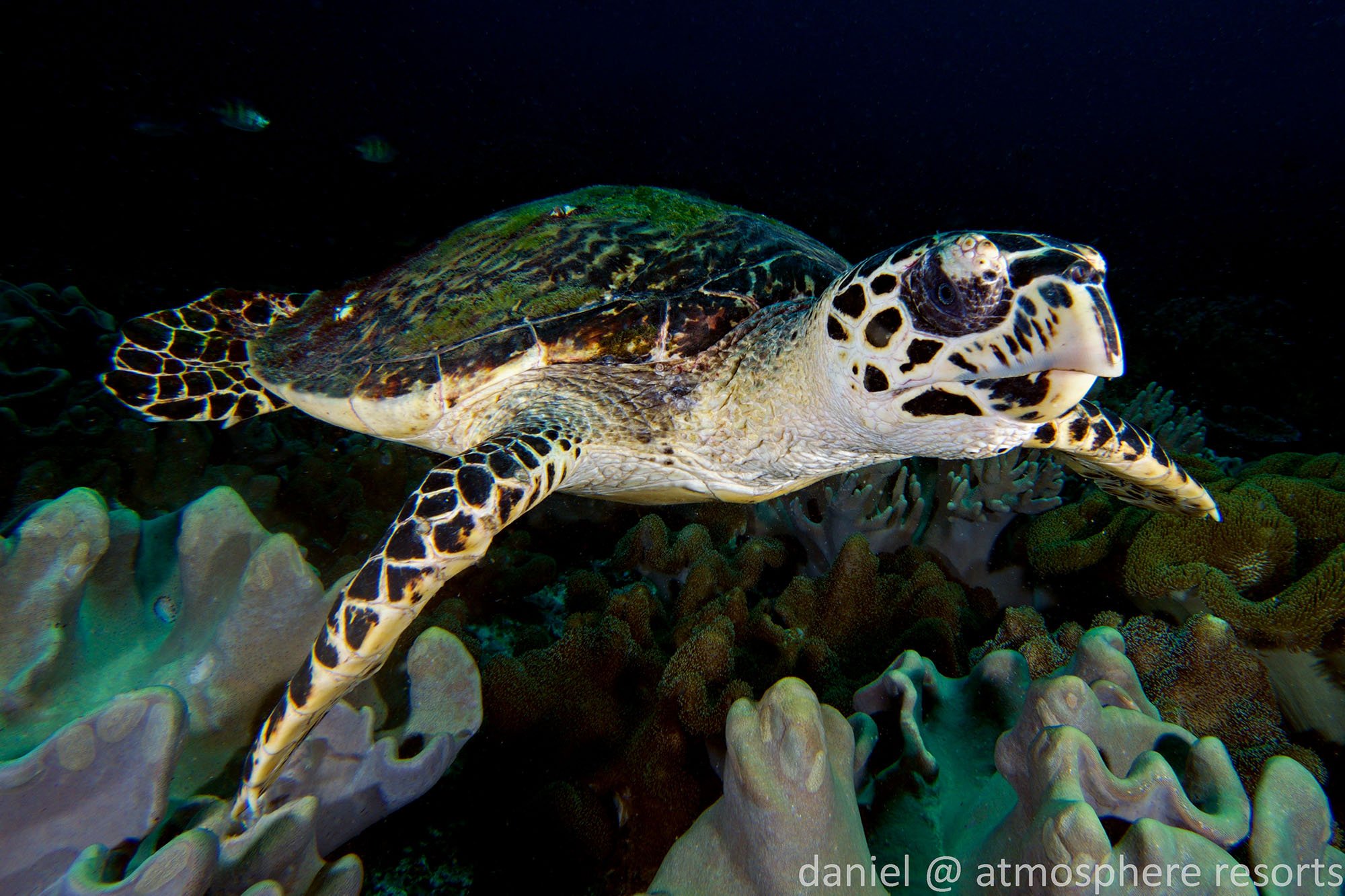 Hawksbill sea turtle in Apo Island Philippines