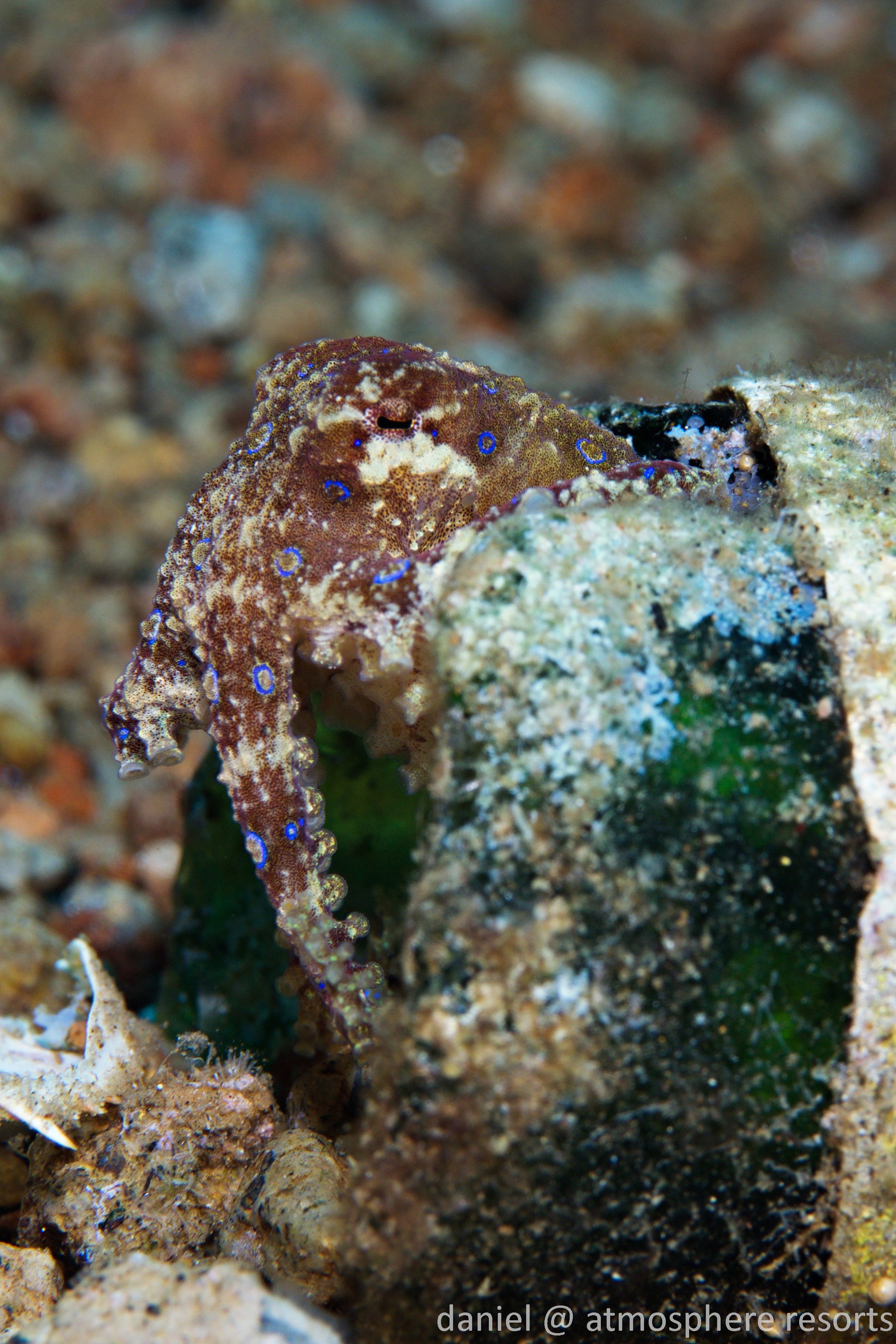 A blue ringed octopus in a bottle in Dauin with Atmosphere Resort - photo by Daniel Geary