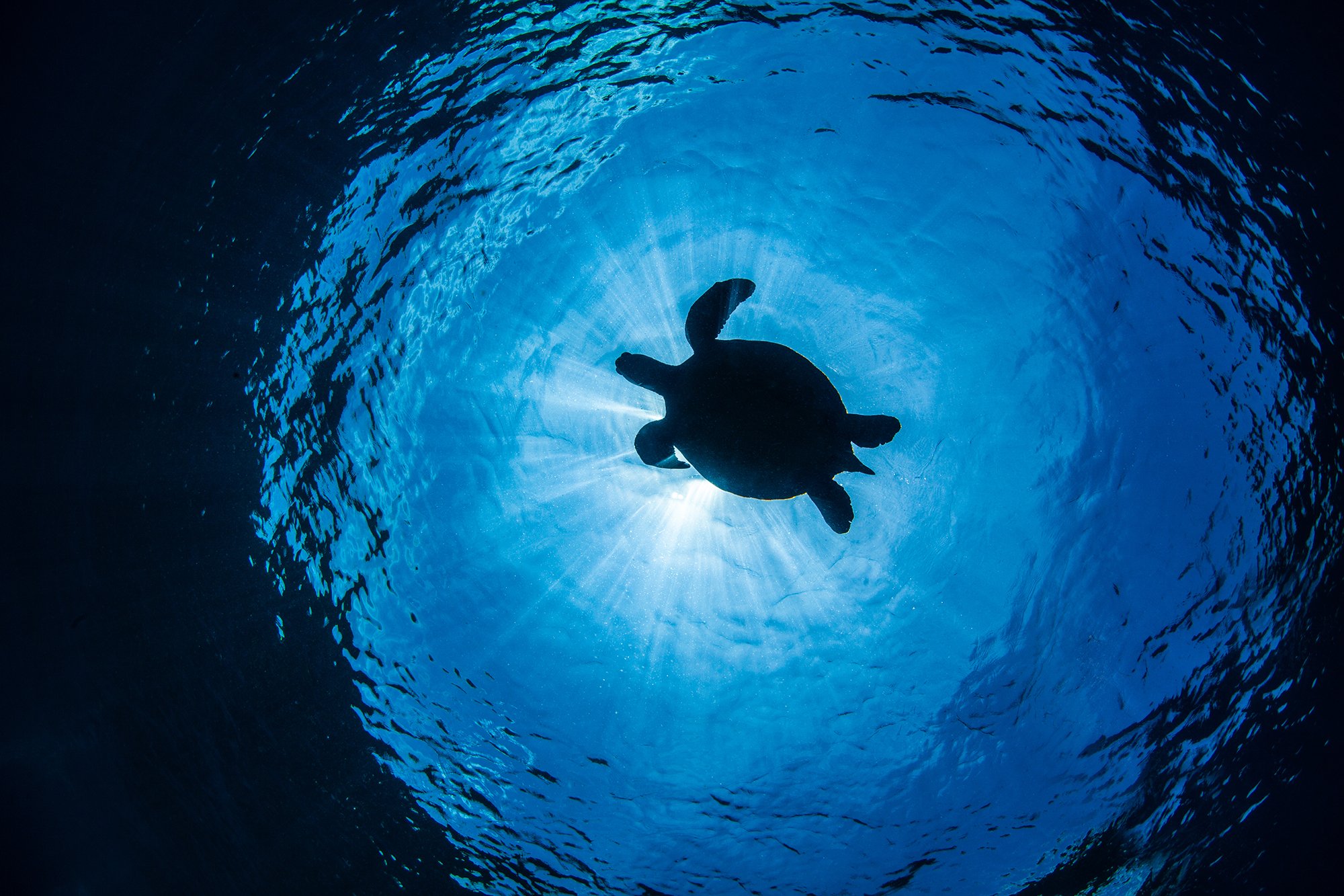 Turtle going up for air in Apo island near Atmosphere Resort Philippines. Photo by Nicholas Samaras.