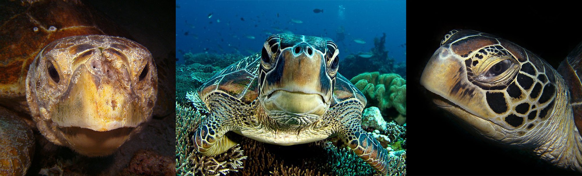 Turtles in Apo island near Atmosphere Resort in the Philippines