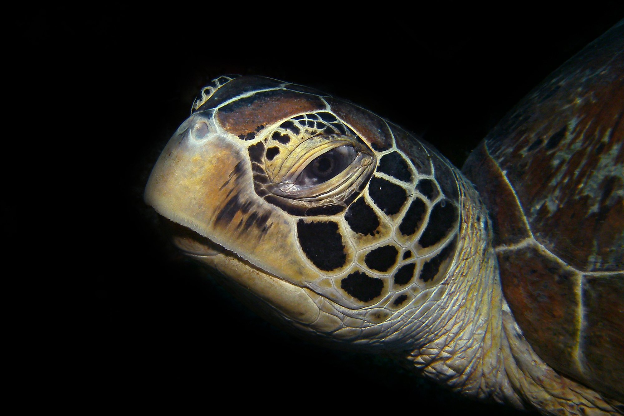 Green sea turtle from apo island or dauin near Atmosphere Resort in the Philippines