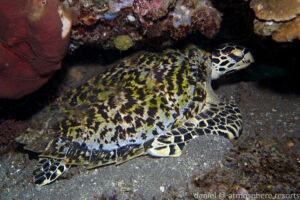 Hawksbill turtle on Atmosphere Resort house reef, Dauin, Dumaguete, in the Philippines. Photo by Daniel Geary.