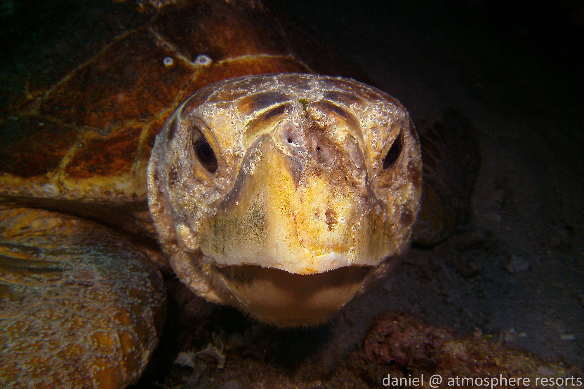 Loggerhead sea turtle from Florida by Daniel Geary