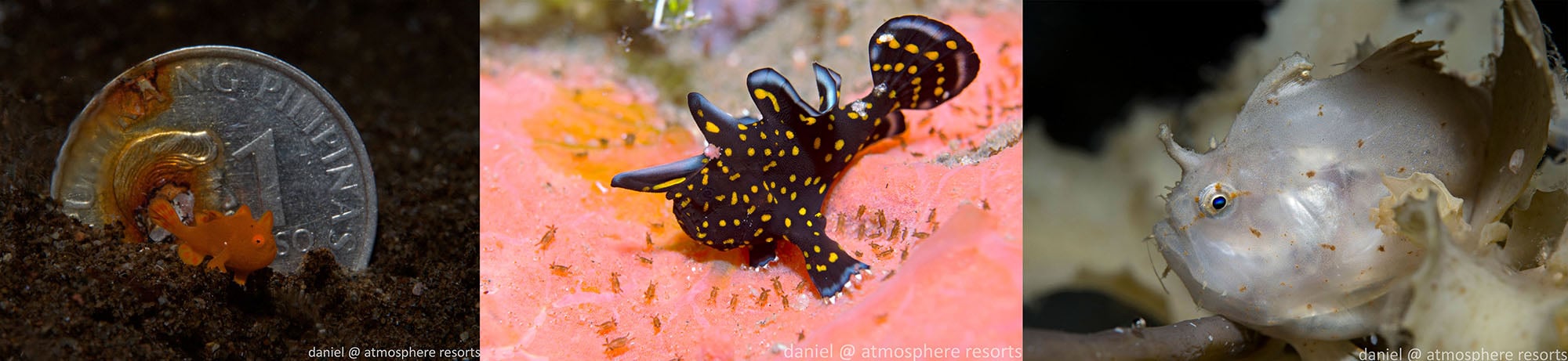 A selection of baby frogfish with a special place in Atmosphere's marine biologist Daniel Geary's heart