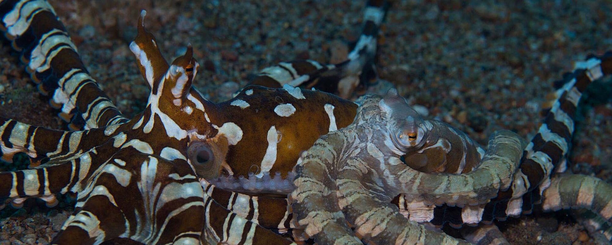 Octopus sex at Atmosphere resort in Dauin, Dumaguete, Philippines