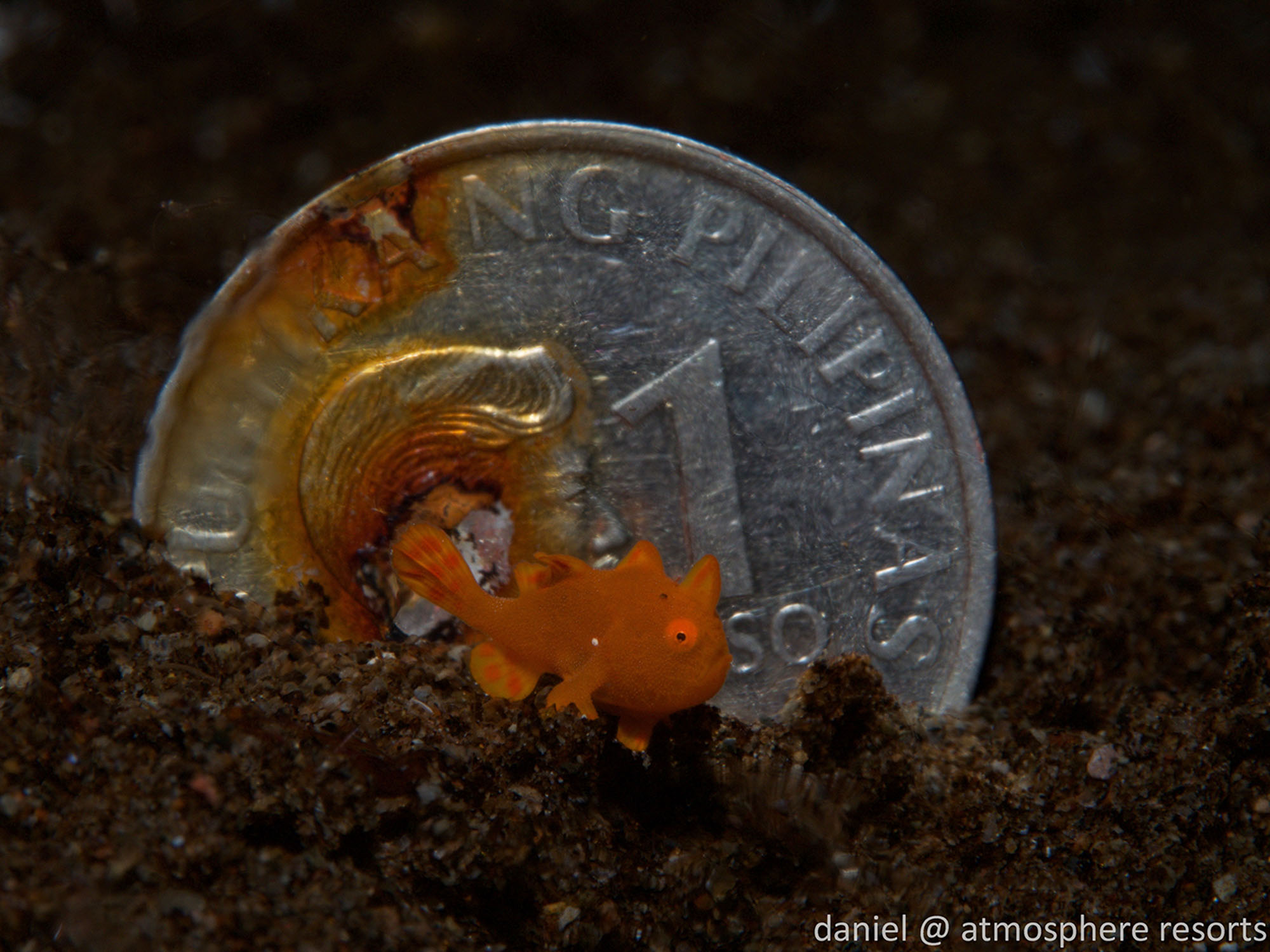 Peso coin baby frogfish - a favorite at Atmosphere in Dumaguete Philippines, photographed by Daniel Geary
